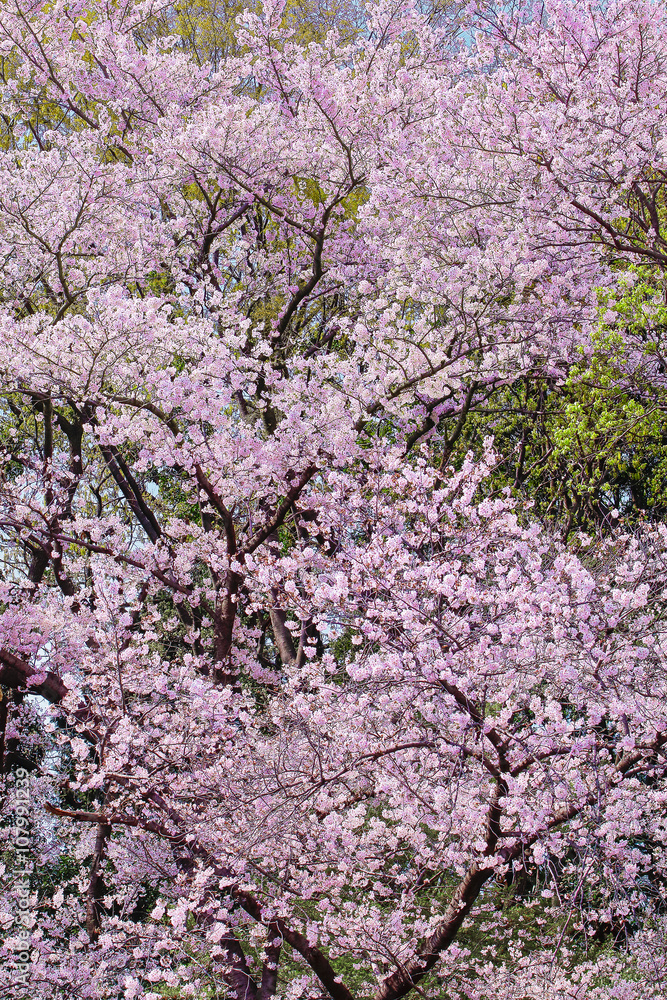 満開の桜