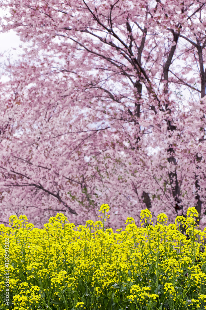 Fototapeta premium 菜の花と満開の桜