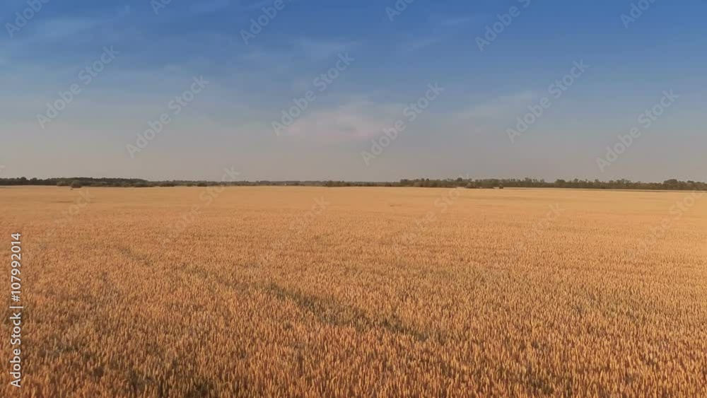 Aerial shot: Takeoff and Flying Over Wheat Field (part 2)
Aerial shot: Takeoff and Flying Over Wheat Field (part 2)