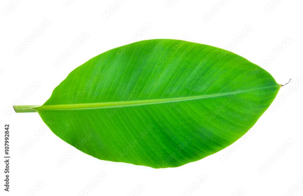 Obraz premium banana leaf