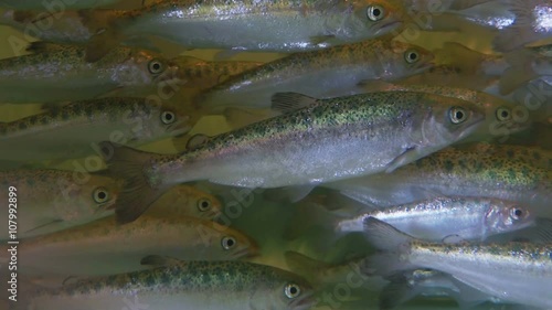 Young Chinook Salmon Smolt Swimming against the Current seen from the side 4k.