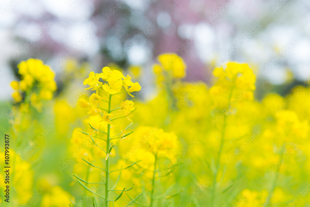 菜の花