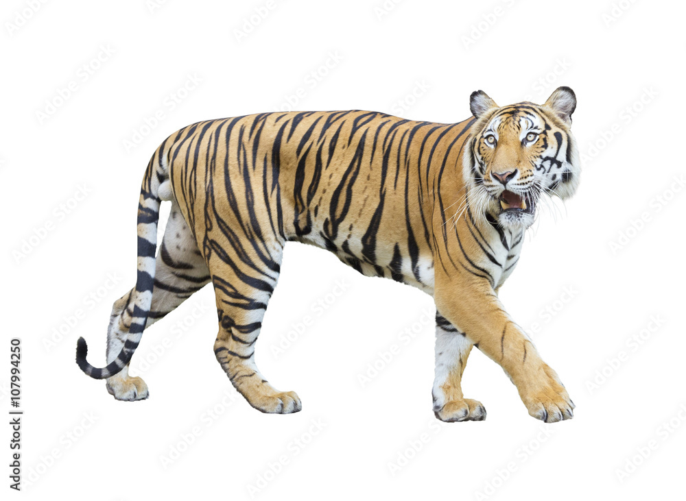 Fototapeta premium tygrys na białym tle z wycinek ścieżki.