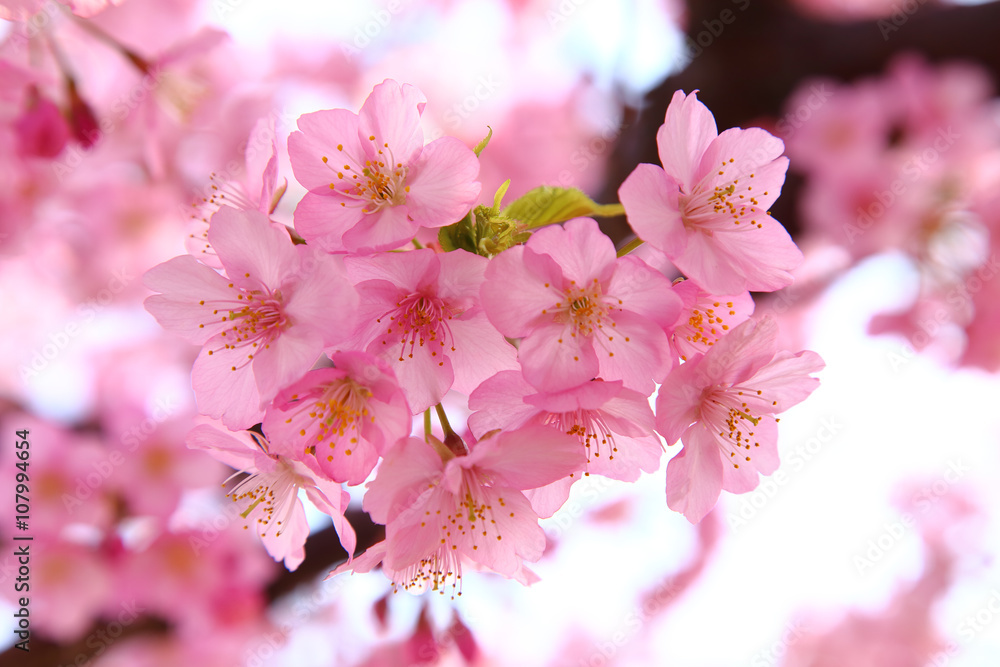 Fototapeta premium Pink cherry blossoms in spring