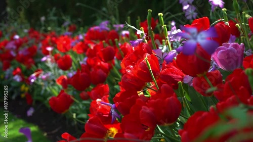 red tulip　赤いチューリップ
