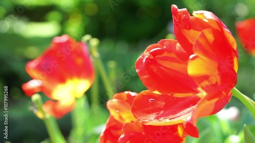 red tulip　揺れるチューリップ
