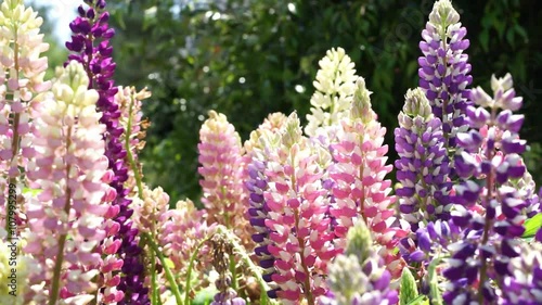Lupine　ルピナス