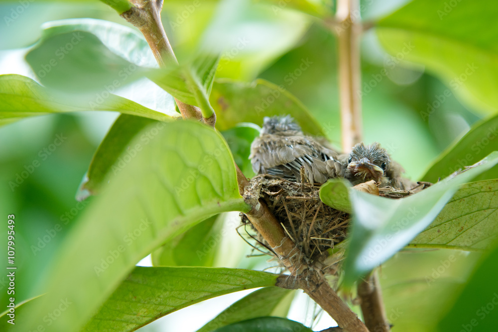Streak-eared Bulbul bird Streak-eared Bulbul bird