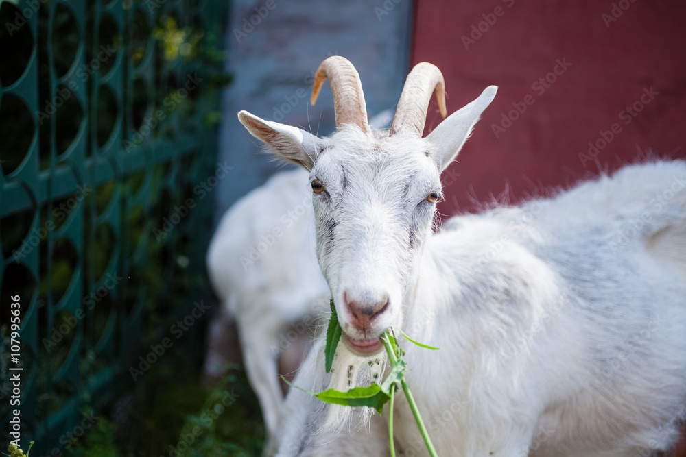 Fototapeta premium goats in the summer on walk, selective focus