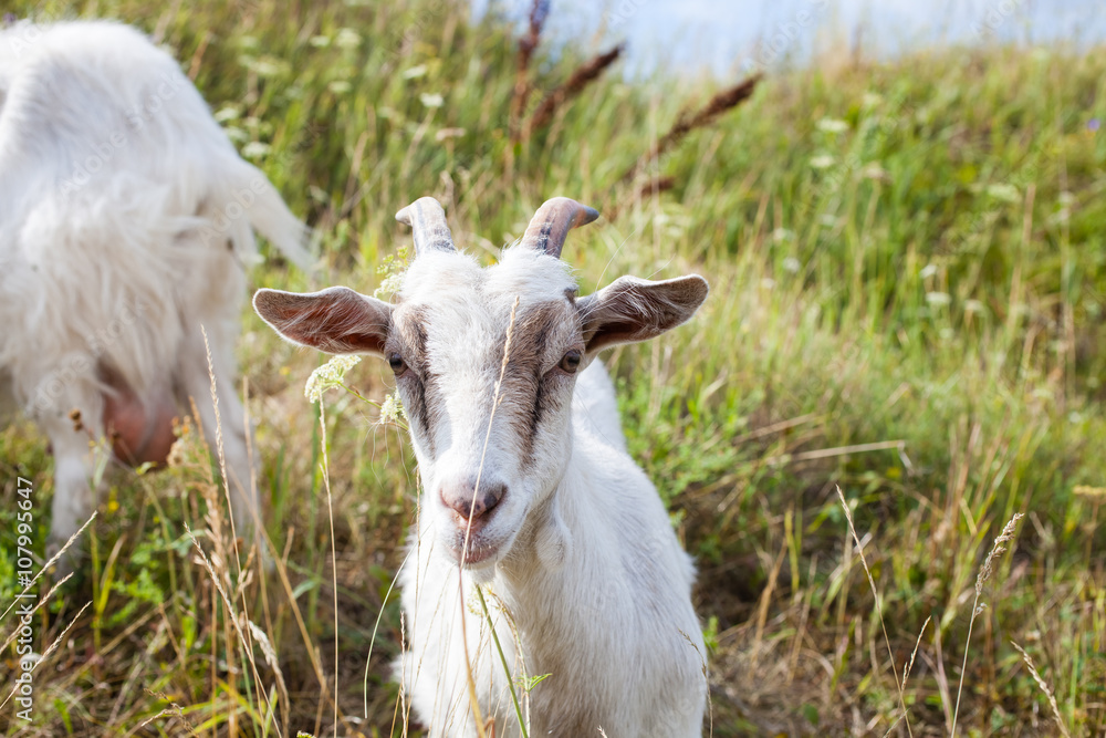 Obraz premium goats in the summer on walk, selective focus