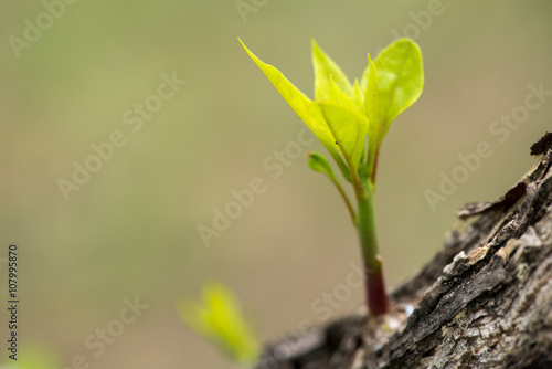 shoot of new branch sprout from the tree