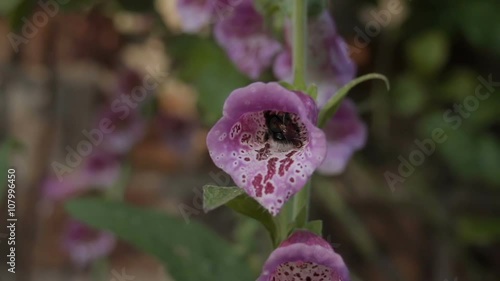A bumble bee collecting pollen from foxgloves and lupines In An English Garden During The Summer