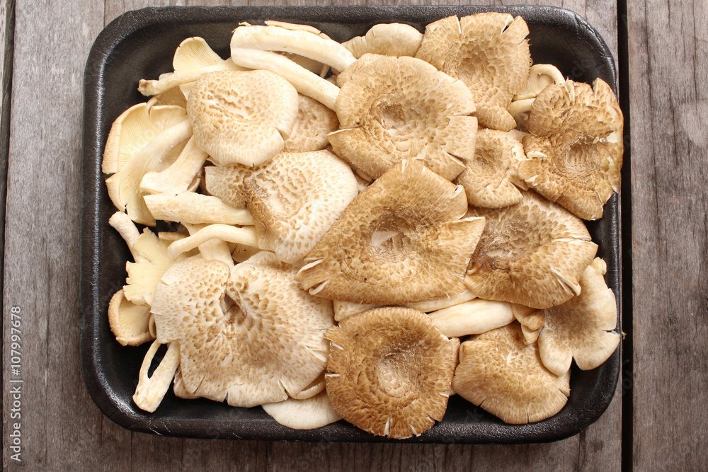 Fototapeta premium Mushroom