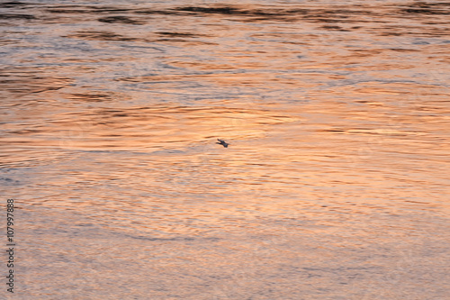 Bird flies over stream surface with evening glow reflecting in water at sunset in blurred vignette. Victoria Nile River, Jinja, Uganda, Eastern Africa. 
