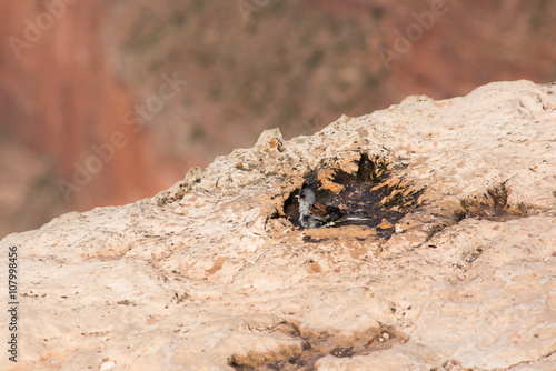 Sparrow taking a bath with the Grand Canyon in Arizona in the background