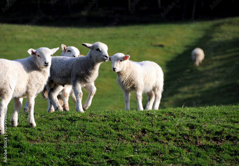 Obraz premium A Group Of Spring Lambs In North Wales