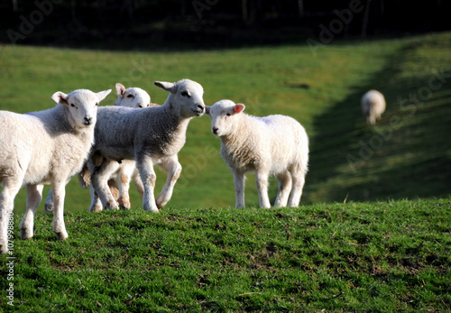 A Group Of Spring Lambs In North Wales photo