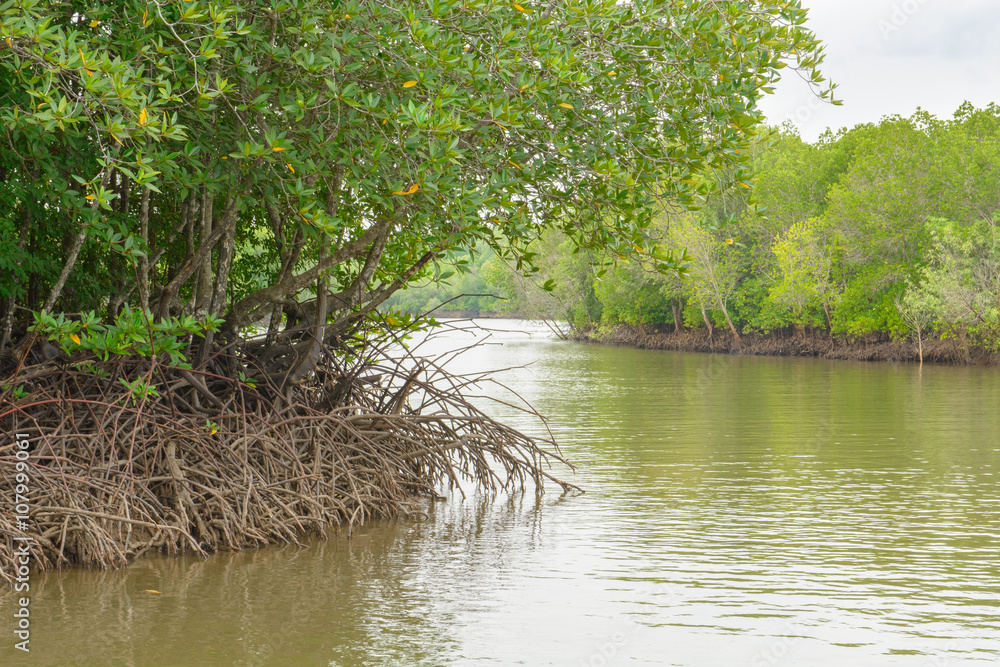 Fototapeta premium Mangrove forest, Beautiful blue sky and tropical mangrove forest