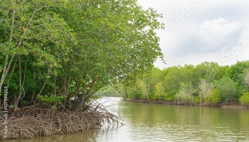 Mangrove forest, Beautiful blue sky and tropical mangrove forest