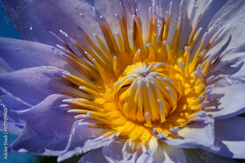 Fototapeta Naklejka Na Ścianę i Meble -  Closeup of a water lily