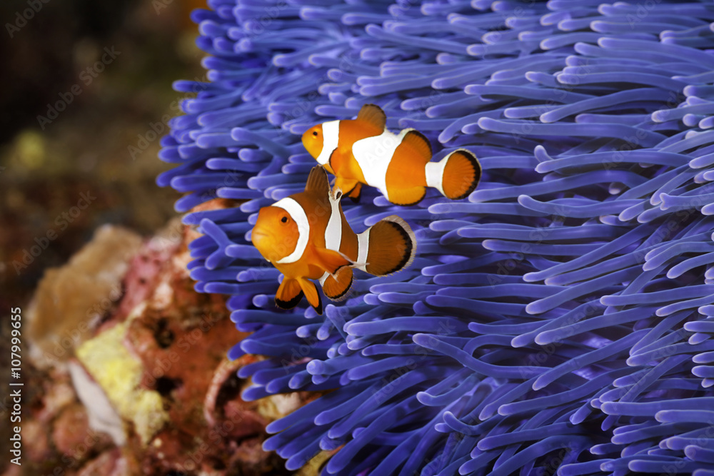 Fototapeta premium Two Ocellaris clownfish (Amphiprion ocellaris) anda blue sea anemone