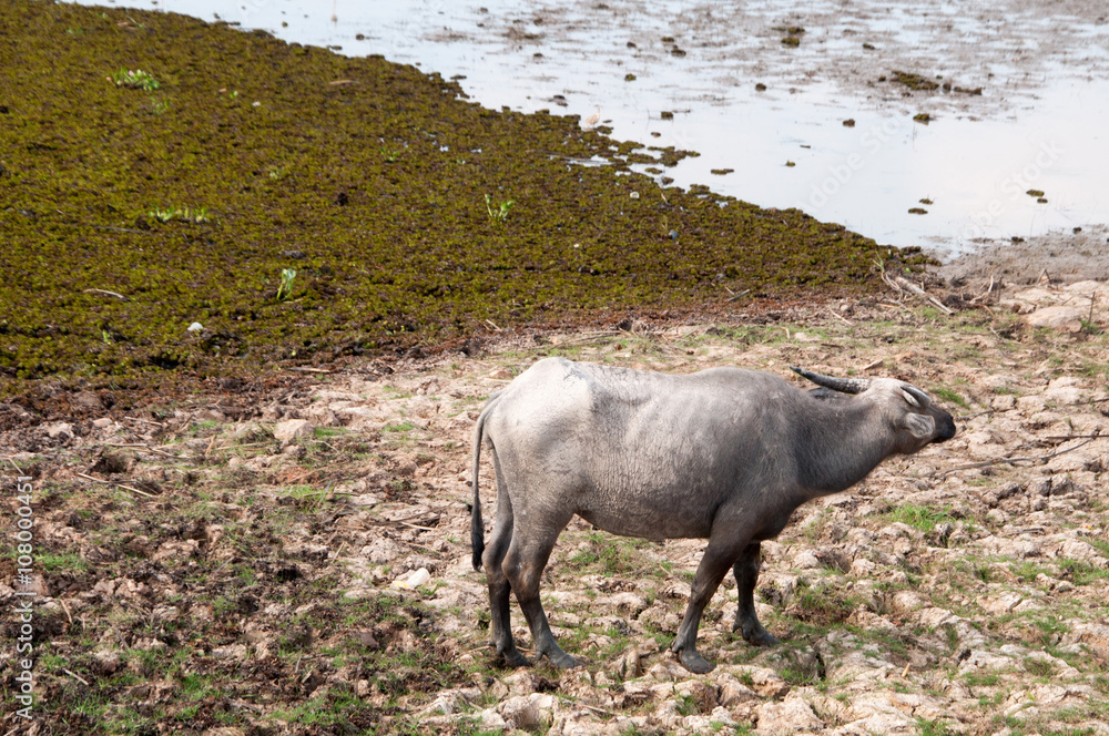 Fototapeta premium water buffalo eating grass in a field.