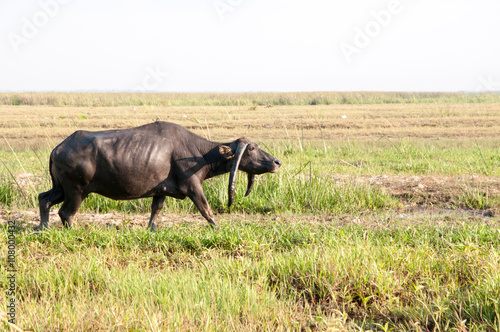 water buffalo eating grass in a field.
