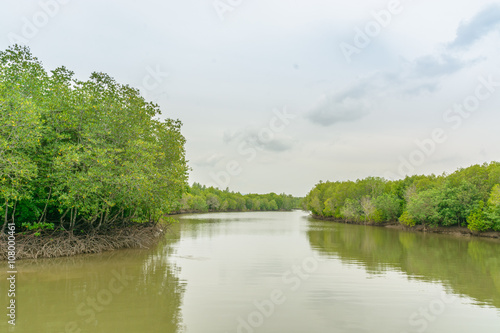 Mangrove forest  Beautiful blue sky and tropical mangrove forest