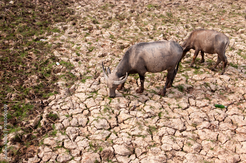 water buffalo eating grass in a field. water buffalo eating grass in a field.