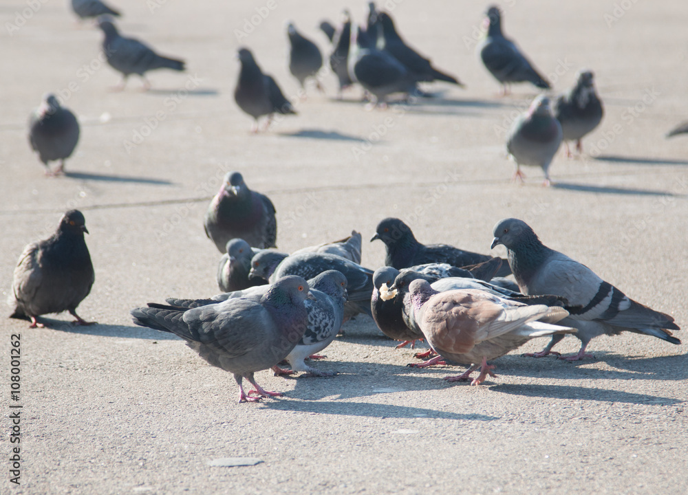 Fototapeta premium Pigeons on the pavement