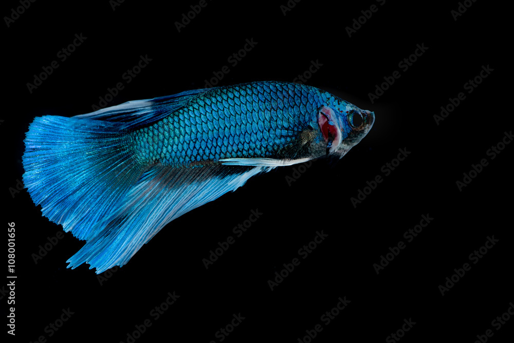 Siamese fighting fish Siamese fighting fish