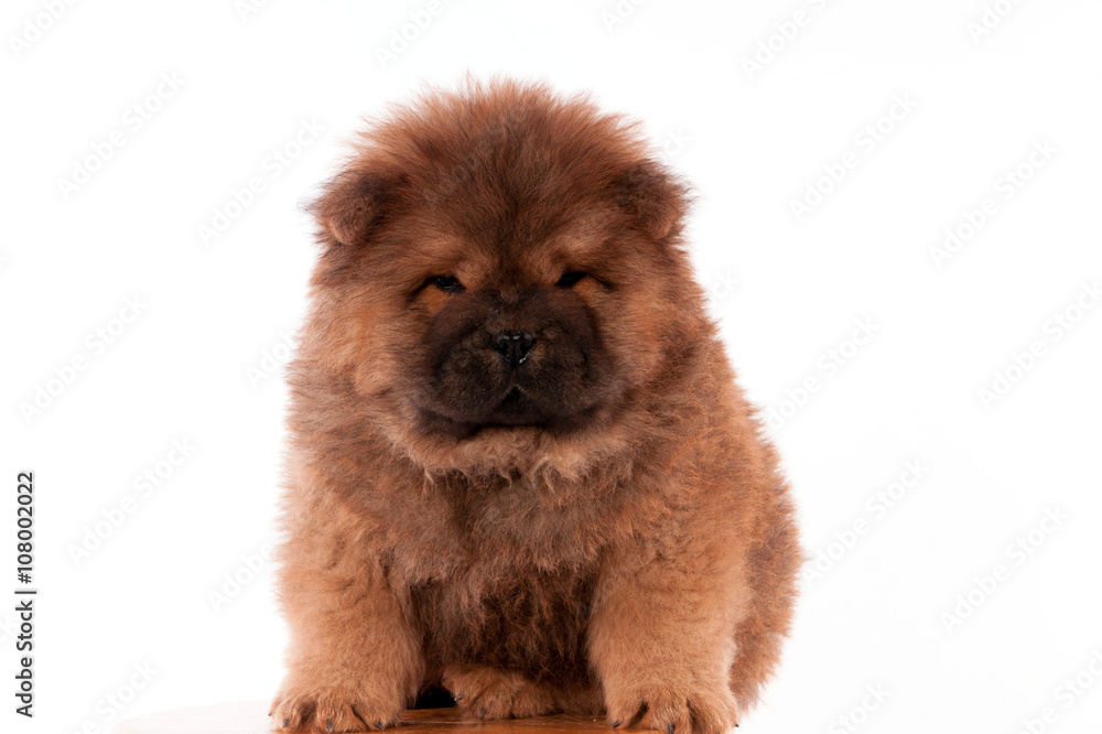 Fototapeta premium chiot chow chow