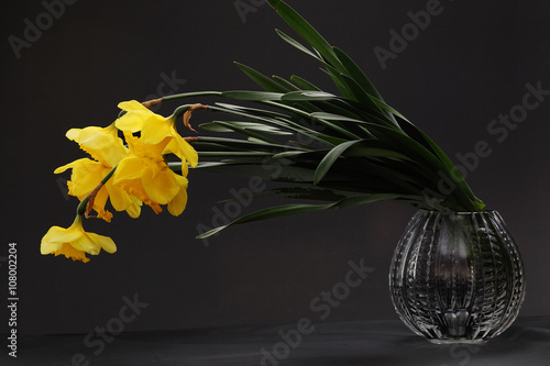 narcissusin a vase on a black background photo