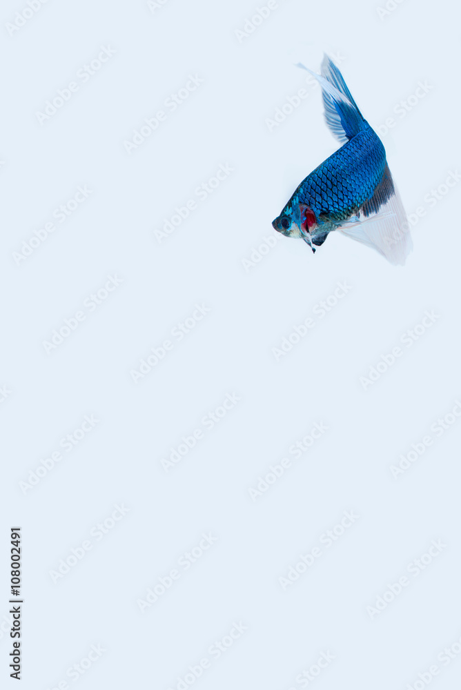 Fototapeta premium Siamese fighting fish