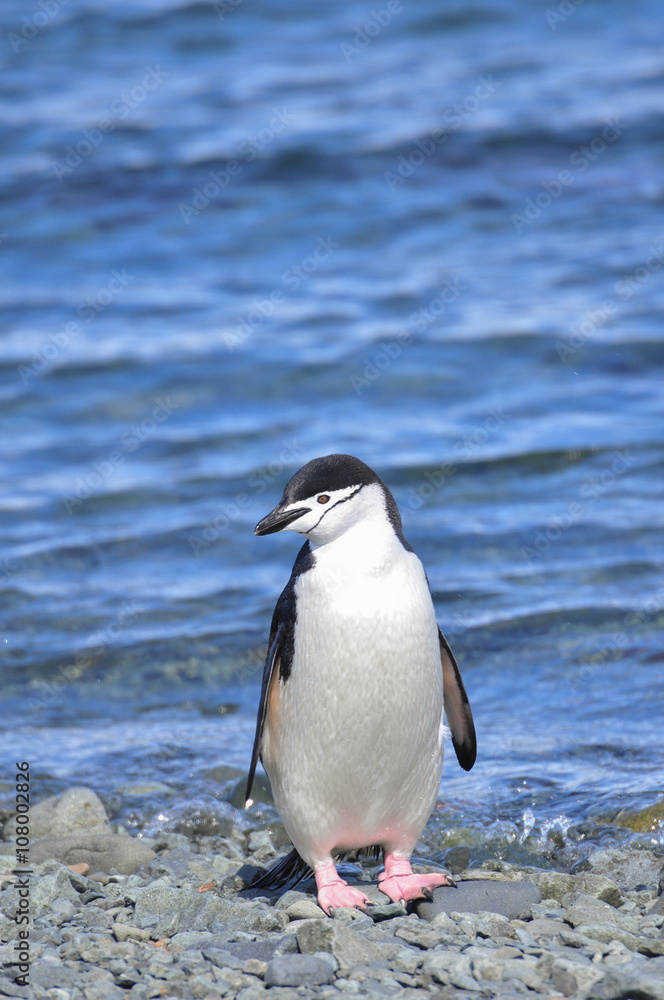 Fototapeta premium Penguin Chinstrap