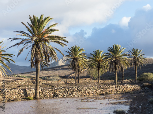 Canary Palm Trees on the island Fuerteventura.