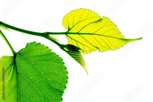 Just leaf
