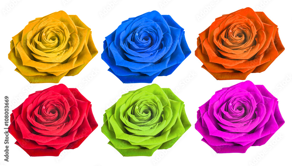 Fototapeta premium Different color rose isolated on white background 