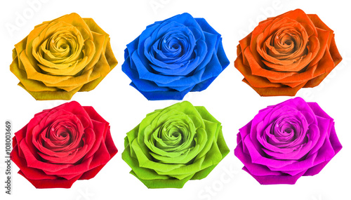 Different color rose isolated on white background 