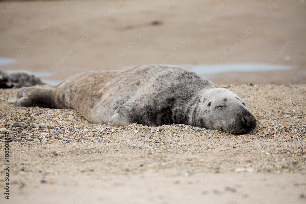 Fototapeta premium atlantic Grey Seal portrait