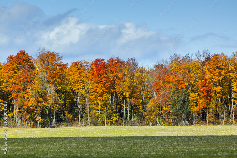 Trees in the forest changing colour in autumn