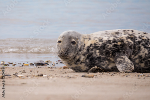 Young baby atlantic Grey Seal