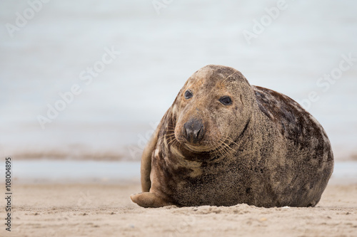 atlantic Grey Seal portrait © ArtushFoto