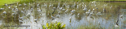 Photography Flock of different types of wading birds: Great Blue Heron (Ardea herodias), Gre