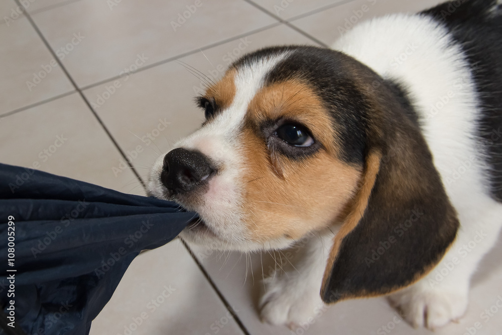 beagle puppy, beagle