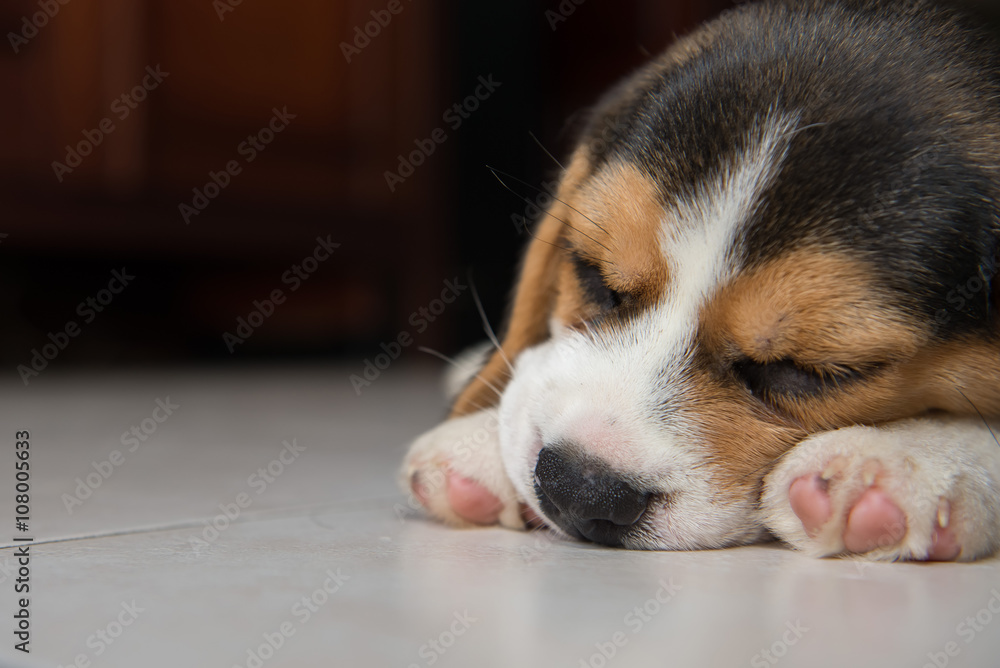beagle puppy beagle puppy