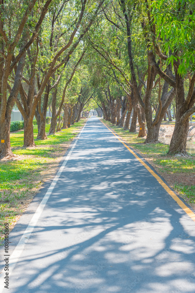 Obraz premium Trees Tunnel