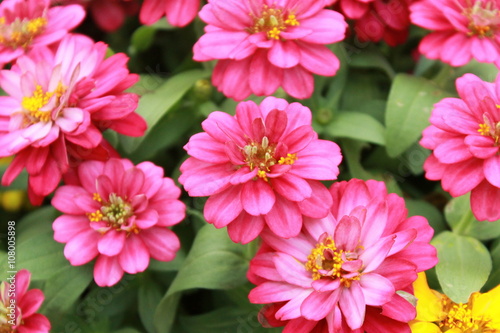 Cosmos flowers blooming