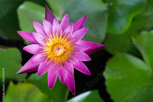 blossom lotus flower