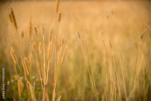 Field of dried grass